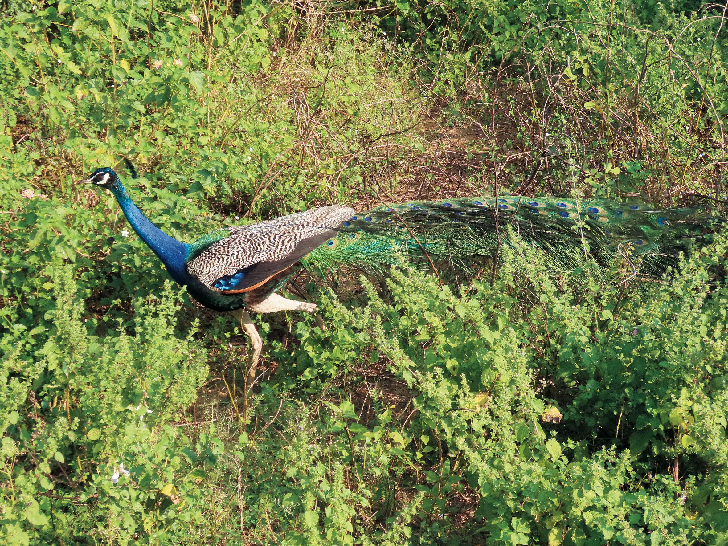 Pávakakas Srí Lankán