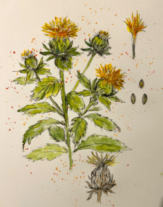 A sáfrányos szeklice