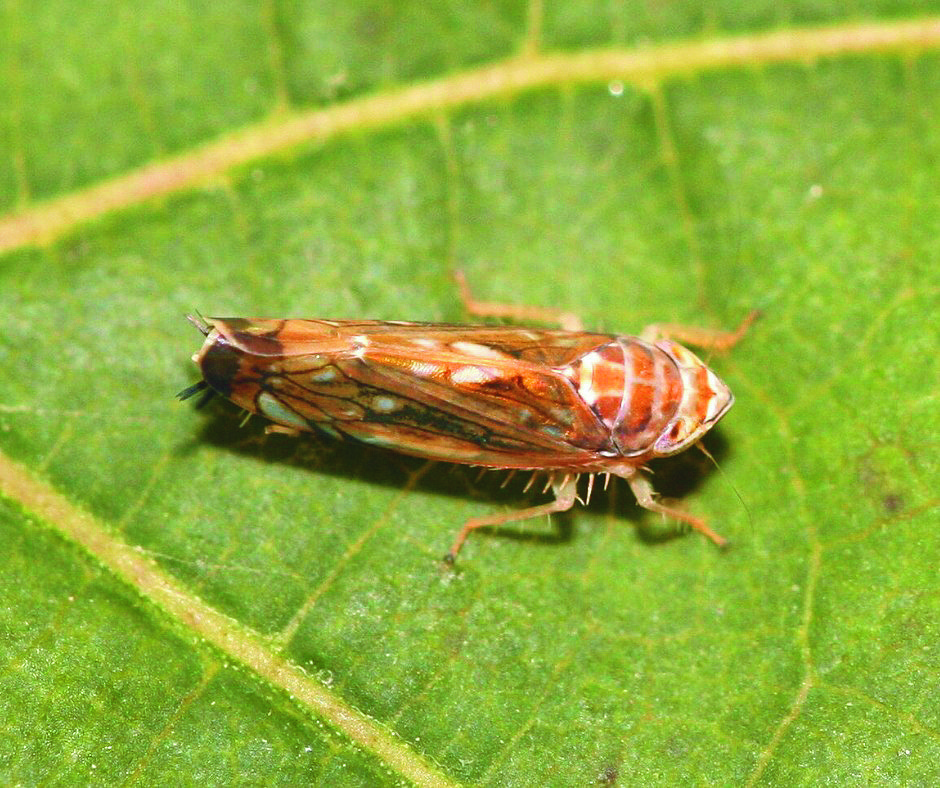 Scaphoideus titanus OMKI