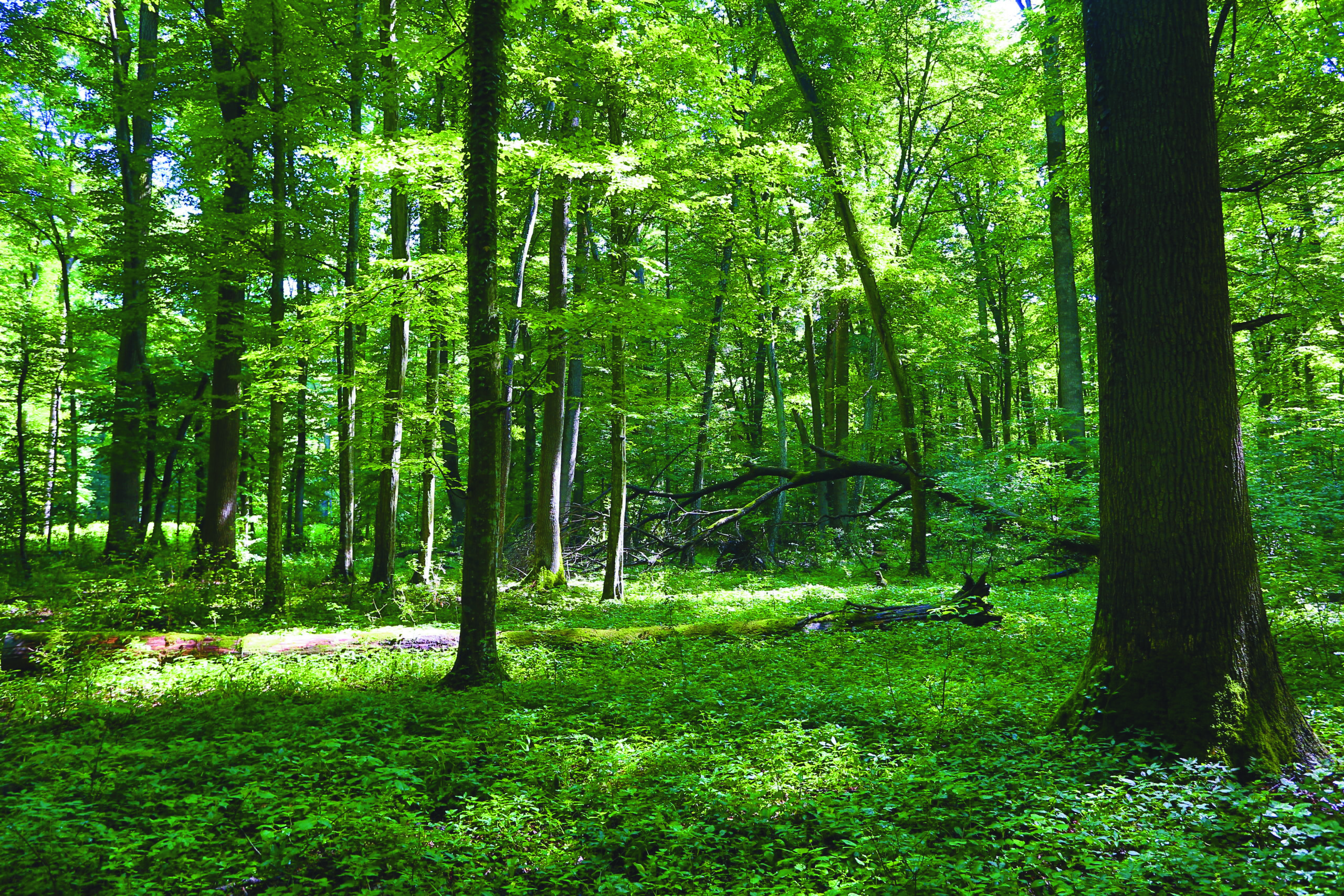 Egy új korszak hajnalán: a vadgazdálkodásban is vannak változások
