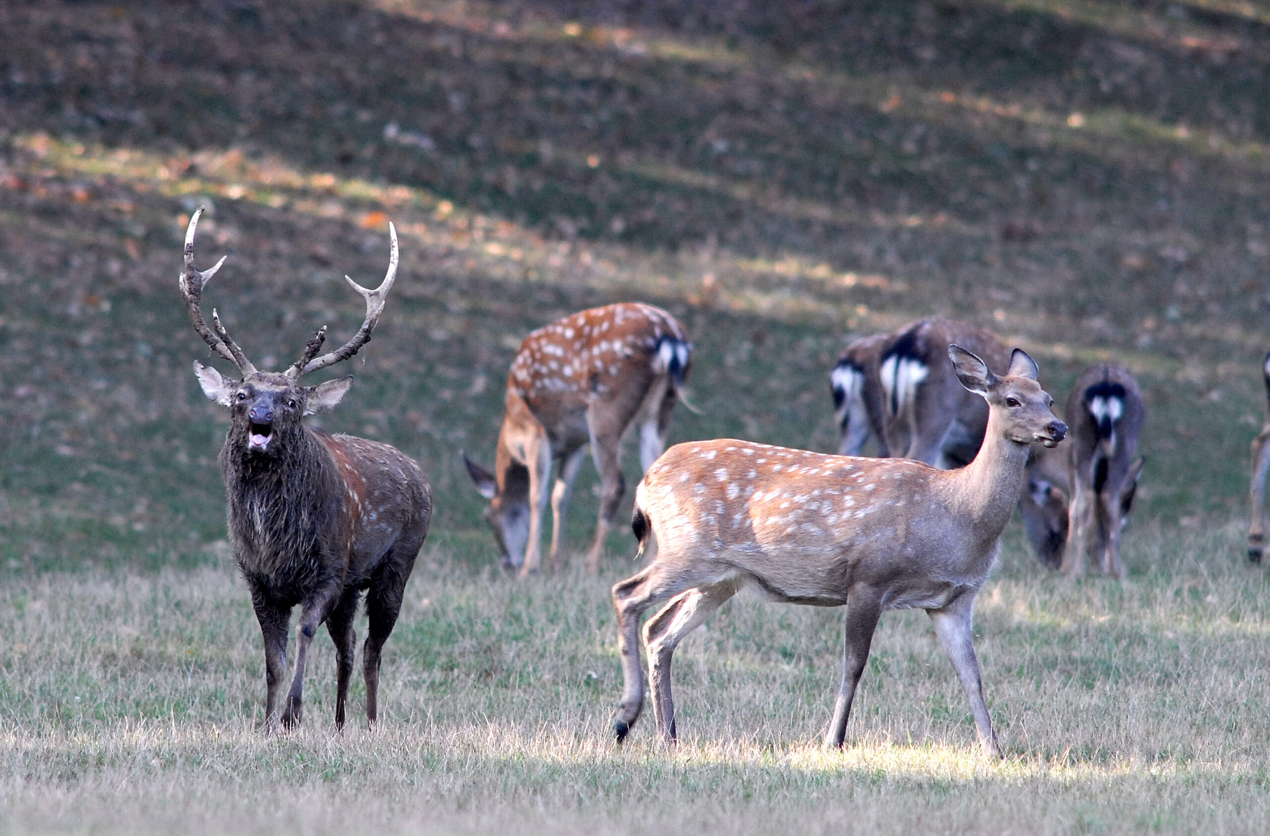 Hazánkban csak a fehérvárcsurgóivadaskertben élnek Dybowski-szikaszarvasok