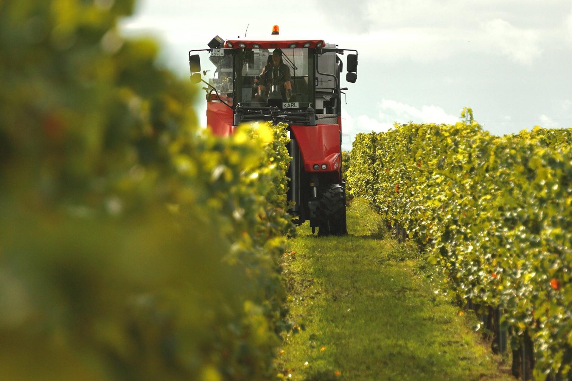 Akár 1 millió eurós uniós támogatás komlóra és csemegeszőlőre