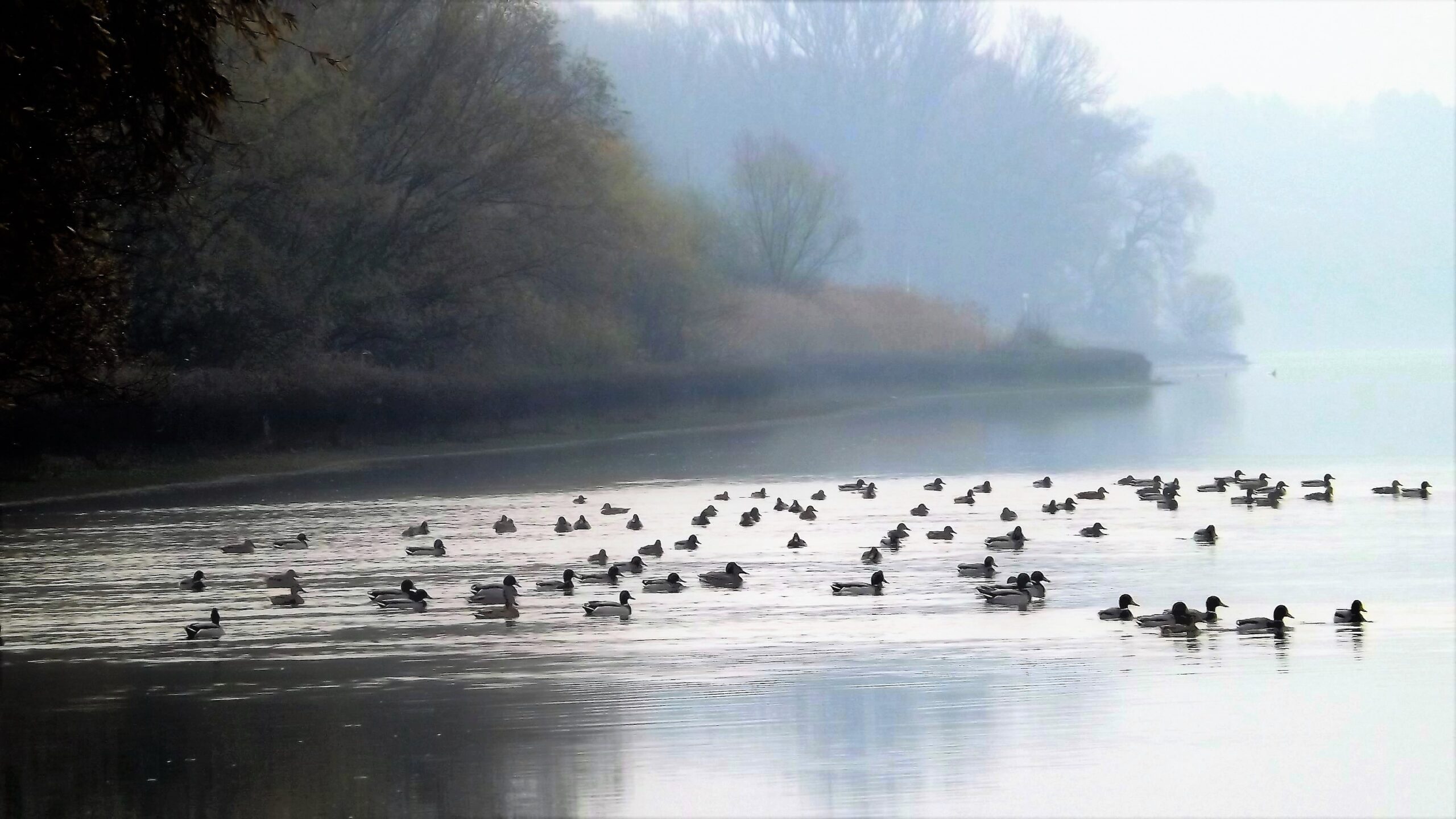 Az állatok között is vannak ostobák