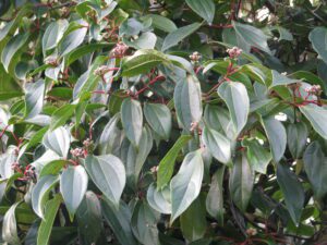 Hogyan hozzuk ki a legtöbbet a fahéjból?