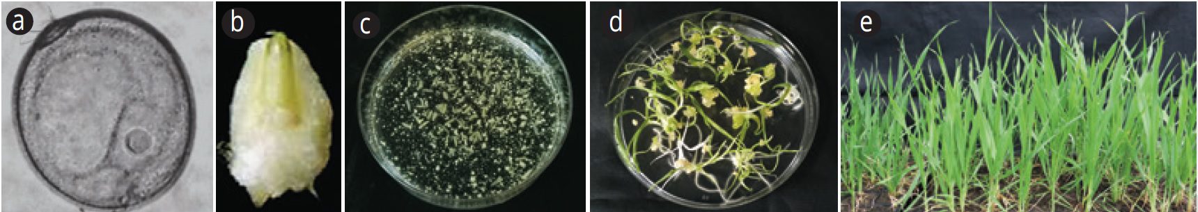 Út a mikroszkóptól a konyhaasztalig
