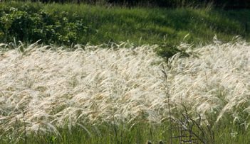 Nagy területeket borít be az árvalányhaj