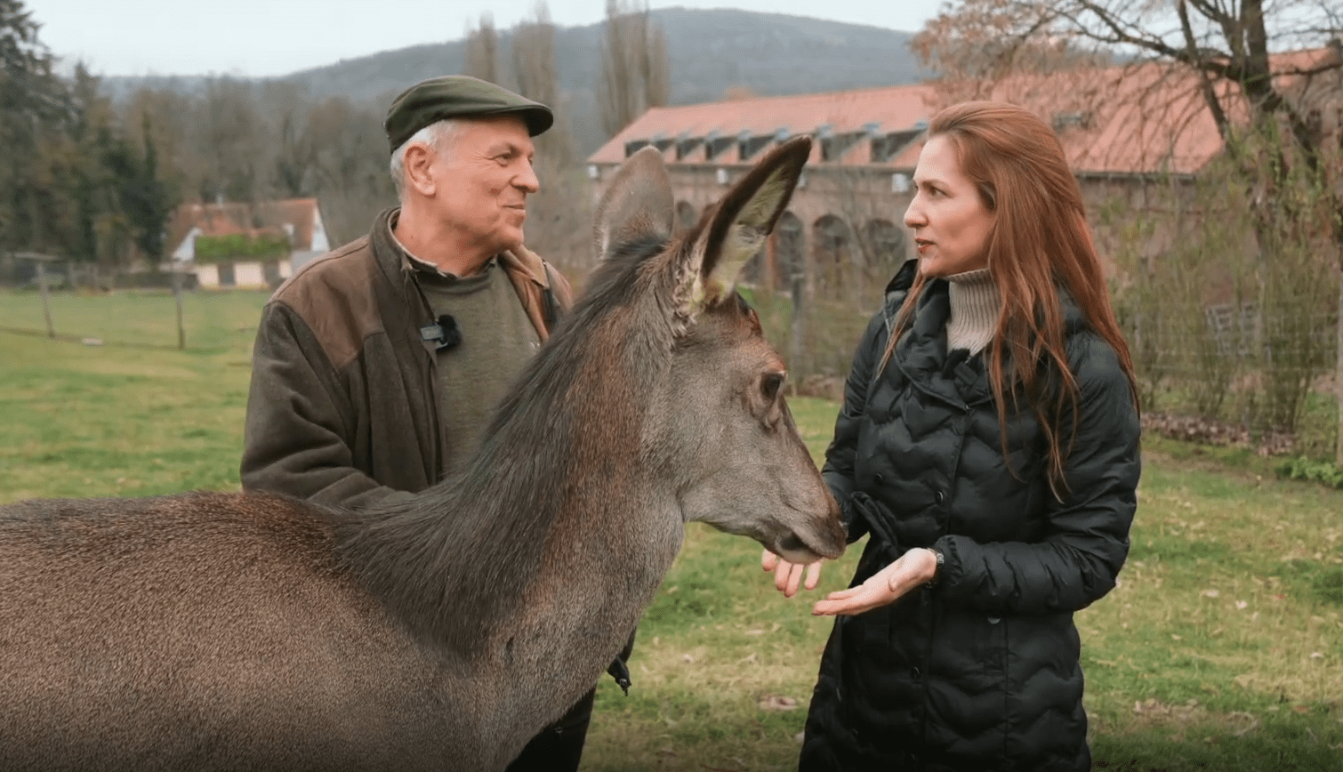 szarvas bőszénfa Bokor Ádám