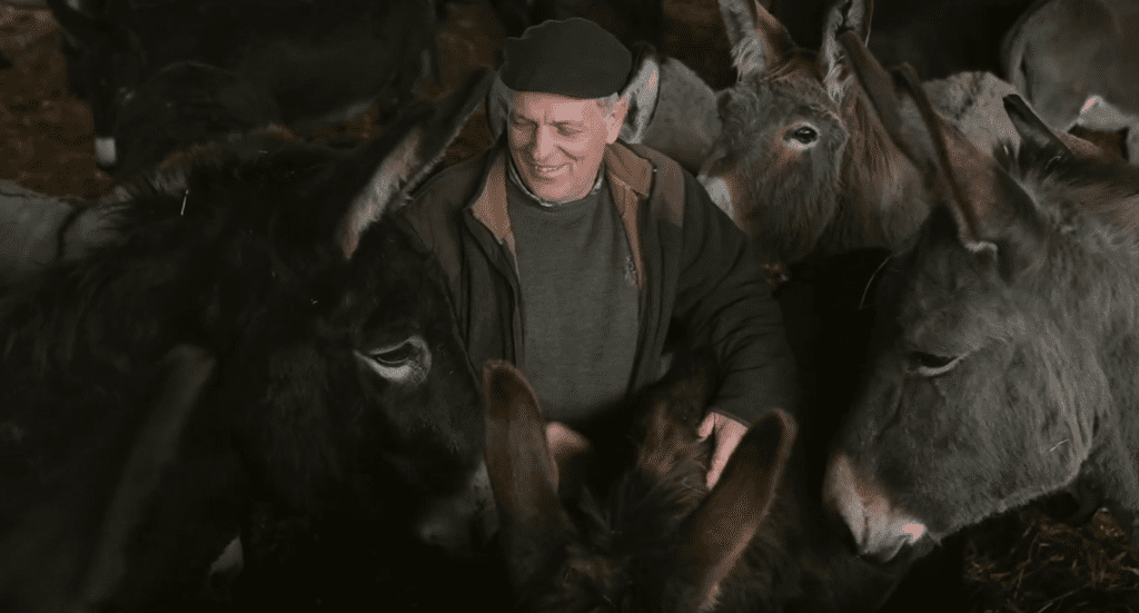 parlagi szamár Bőszénfa Bokor Ádám, Bőszénfai Szarvasfarm