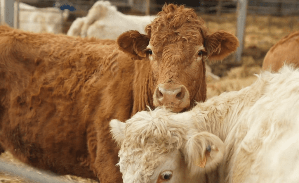 charolais Bokor Ádám