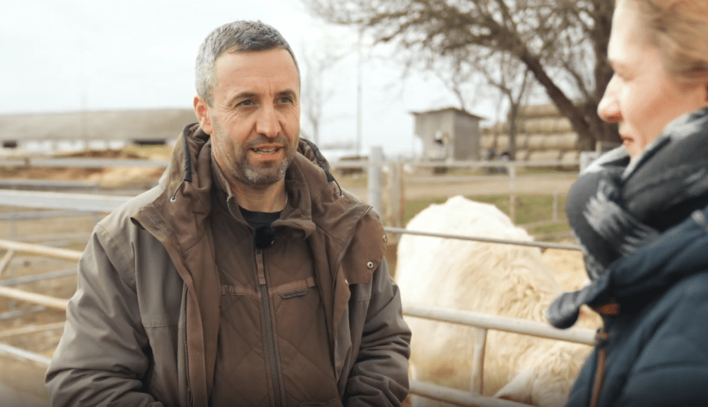 Húsmarhatenyésztés: bármilyen takarmányon napi 1,4 kg gyarapodás
