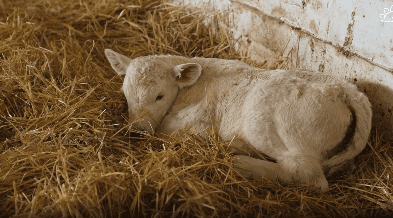 Charolais Bokor Ádám