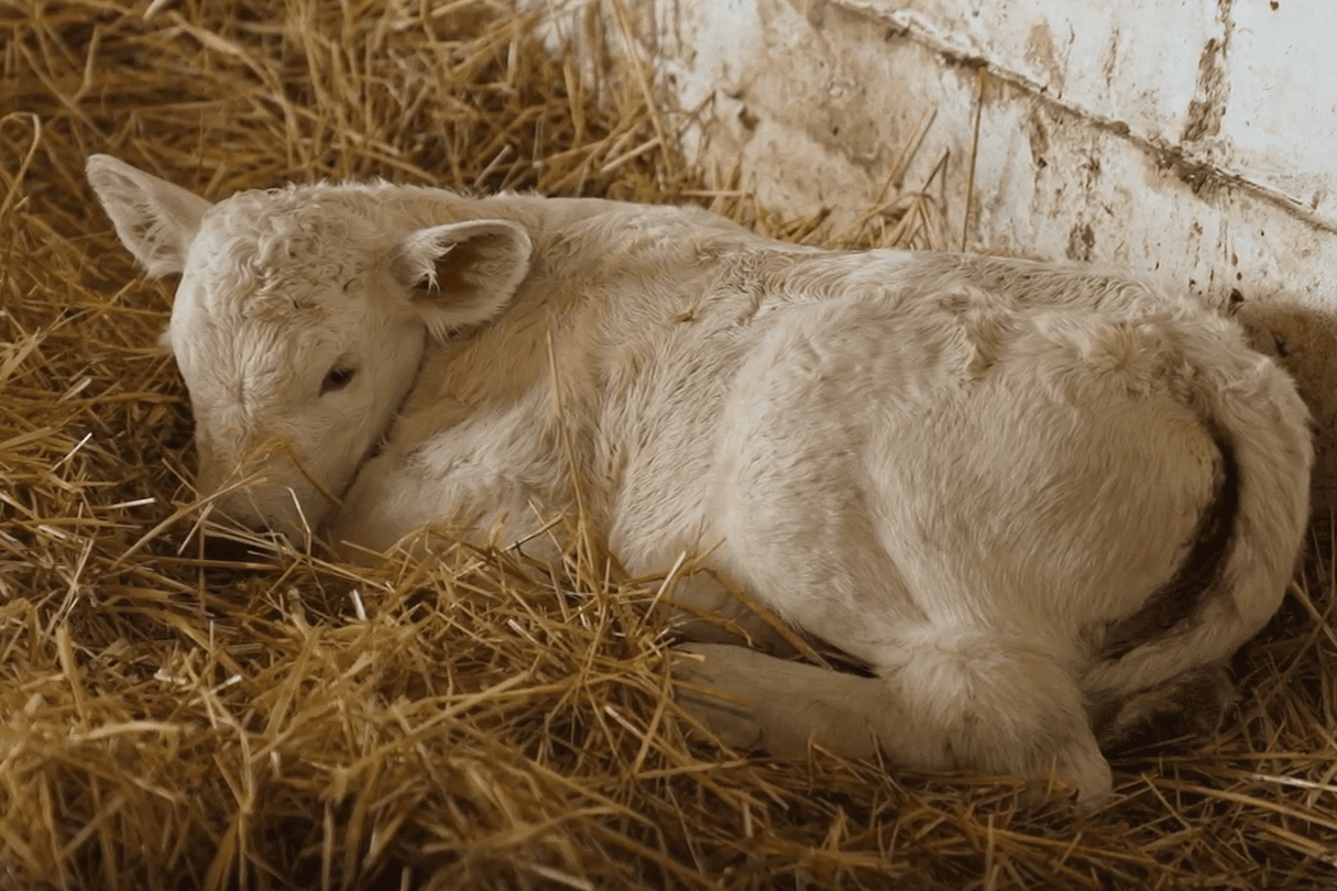 Charolais Bokor Ádám