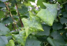 Jellegzetes tünet a fonák felé háromszög alakban begörbülő levél, de nem elég a betegség azonosításához