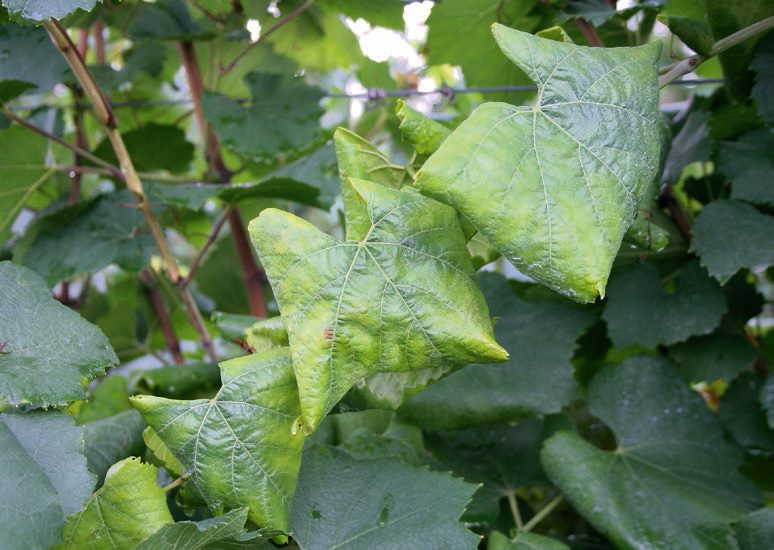 Hogyan ismerjük fel a szőlő veszélyes betegségét?