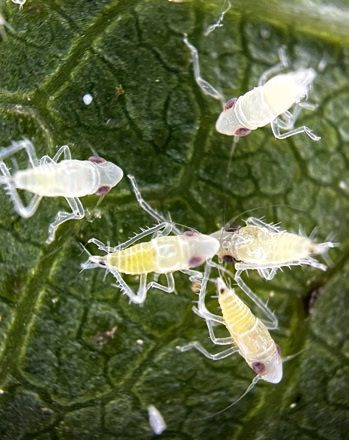A legfiatalabb, áttetsző testű lárvákon is láthatóa két fekete pont a potrohuk végén