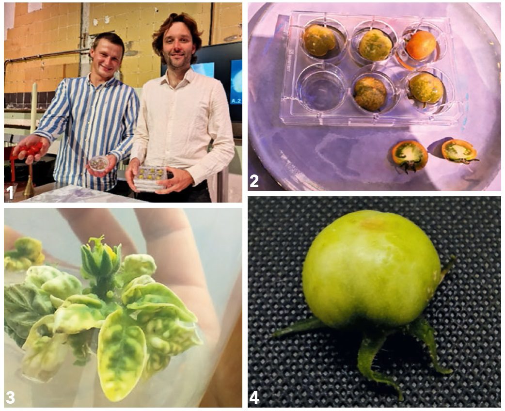 1. Niels Peeters és Lucas van der Zee a Fruit of Knowledge projekt kutatói 2. Növényi sejtkultúrából fejlődő paradicsomkezdemények a Fruit of Knowledge projekt keretében 3. Paradicsom növényi őssejtekből létrehozott virágkezdemény és levelek. A kutatók a virágképződést mesterségesen irányítva nyitnak új utakat a termesztéshez 4. Fotoszintézis nélkül, cukorral táplált közegben nevelt paradicsom 