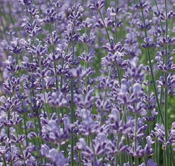 Hibrid levendula (Lavandula x intermedia)