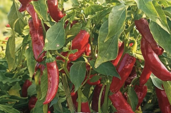 Az államilag elismert Boksa F1 fűszerpaprikának magas a kapszaicin-tartalma