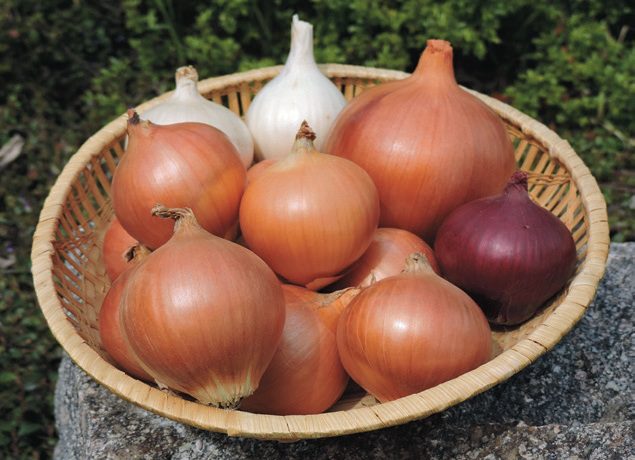 Makói típusú szelektált apai vonalak