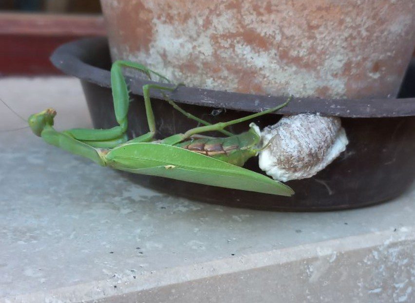 Metszéskor örülj ennek a „csomónak”