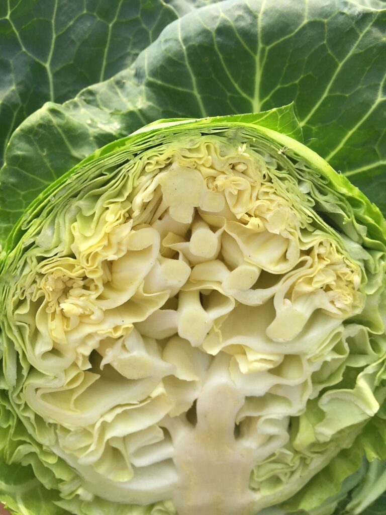 Korai káposzta, de mennyire korán?