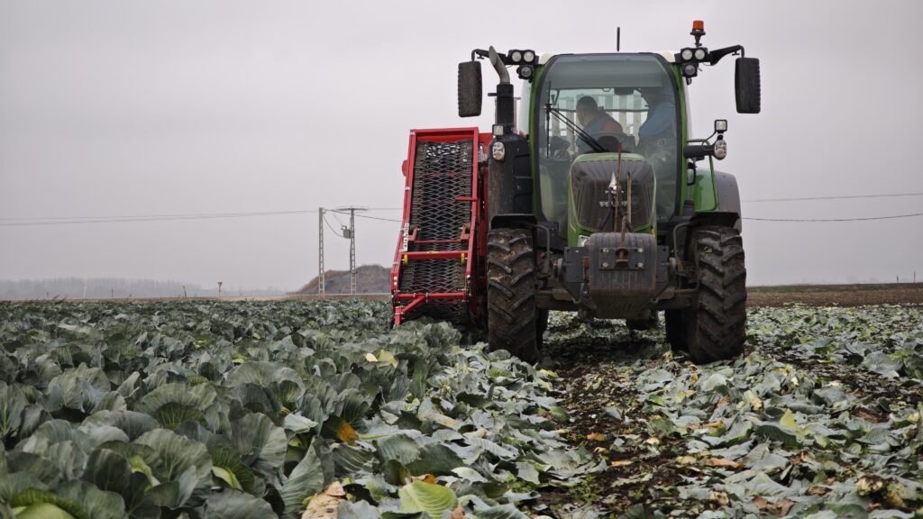 Káposztabetakarítás hajolgatás nélkül