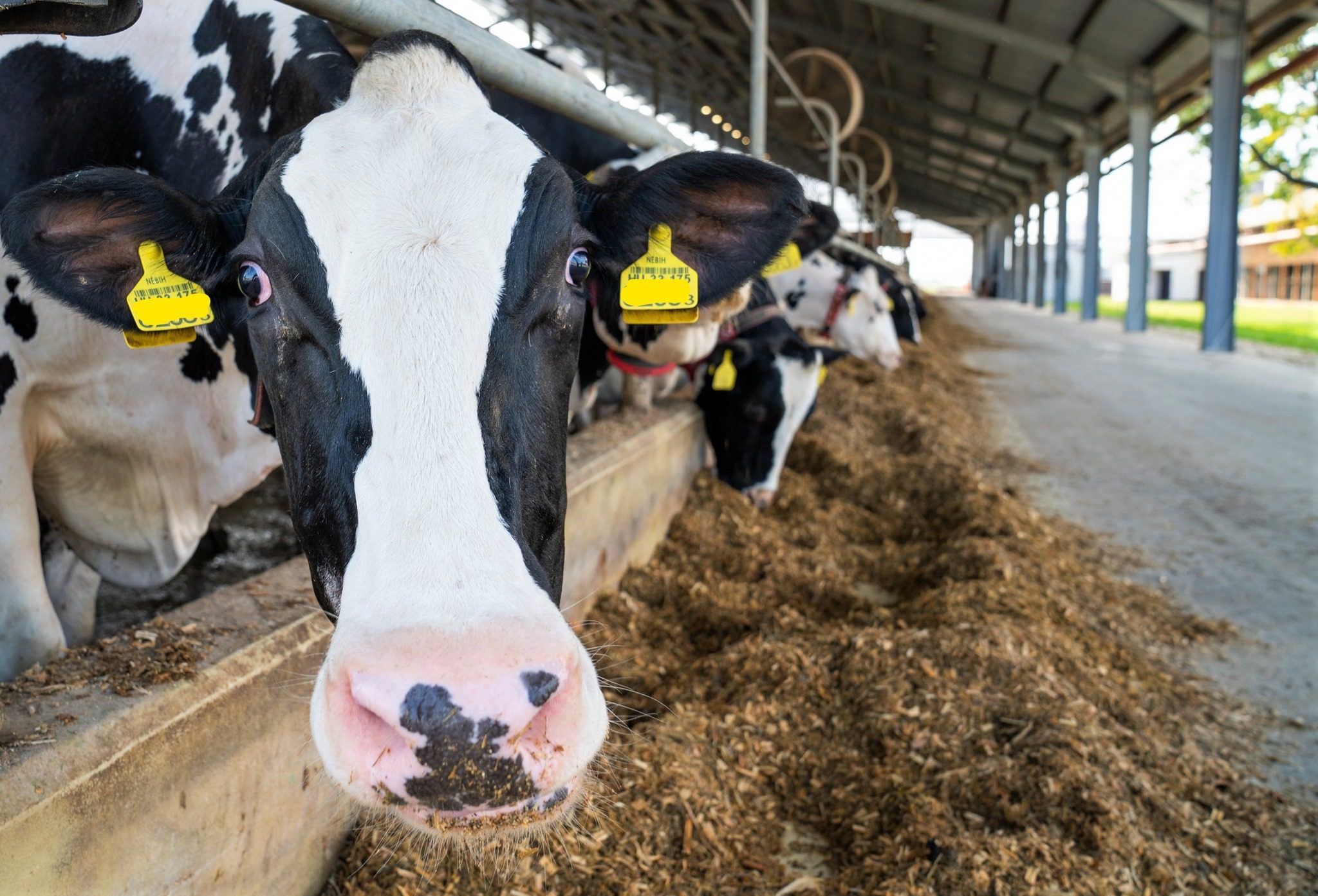 Minta biogazdaság a Kisalföldön