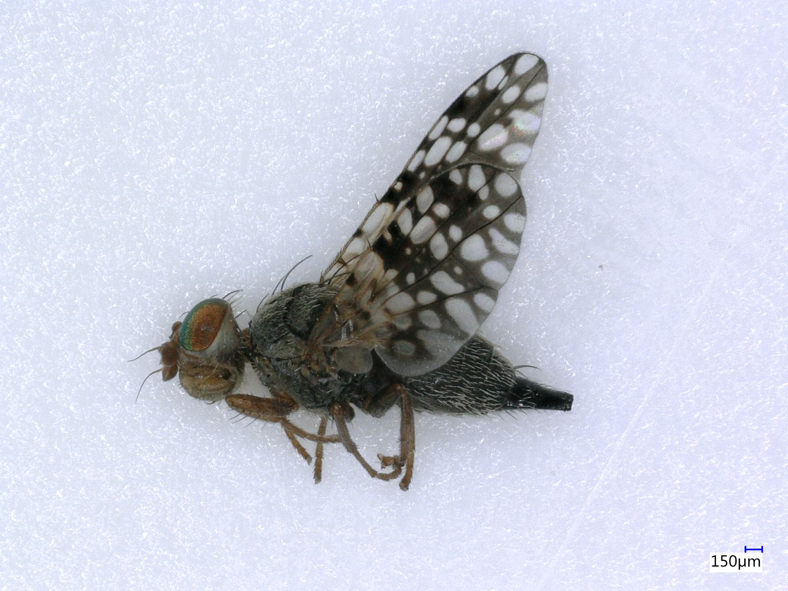 Körömvirág-fúrólégy nősténye