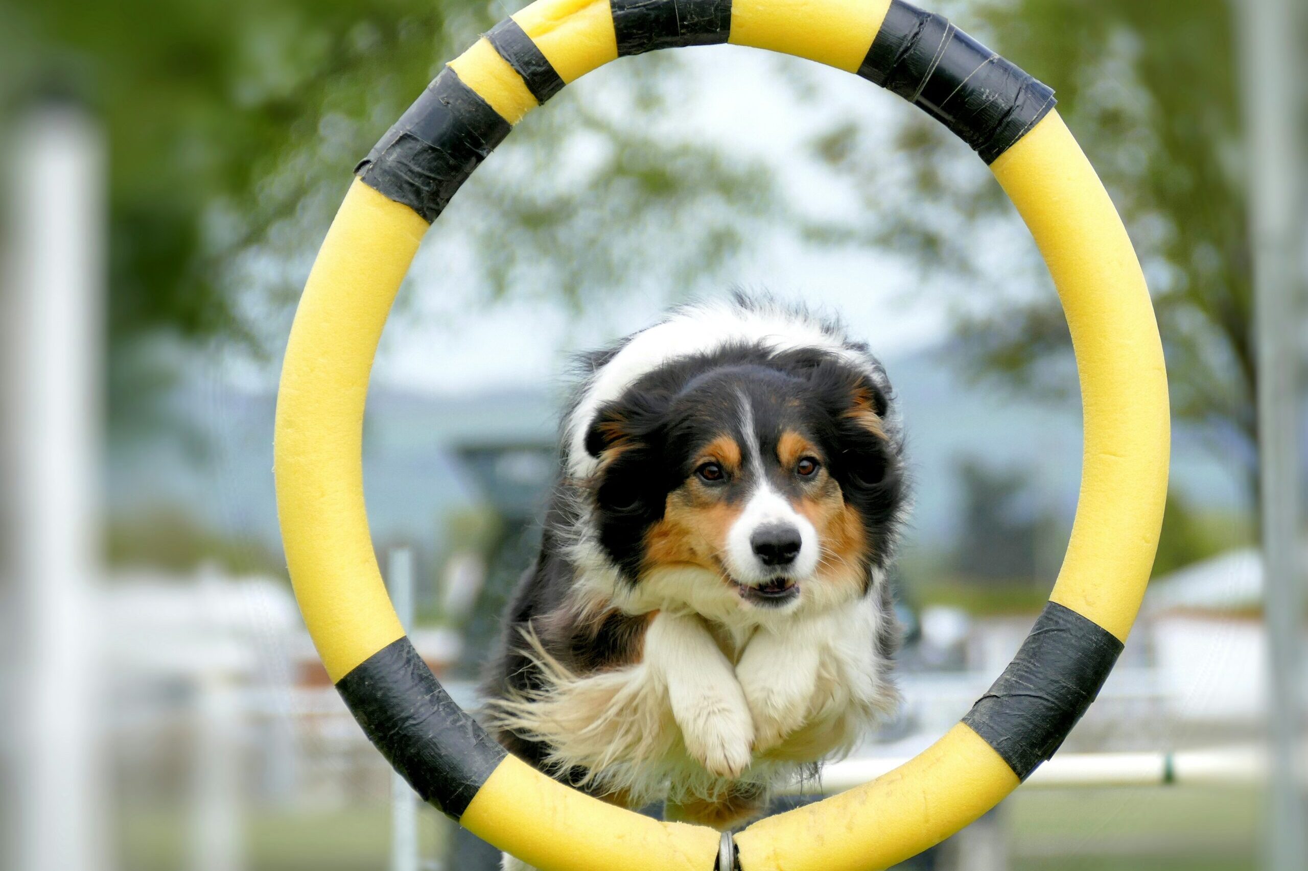 Nagy kutyasport választó