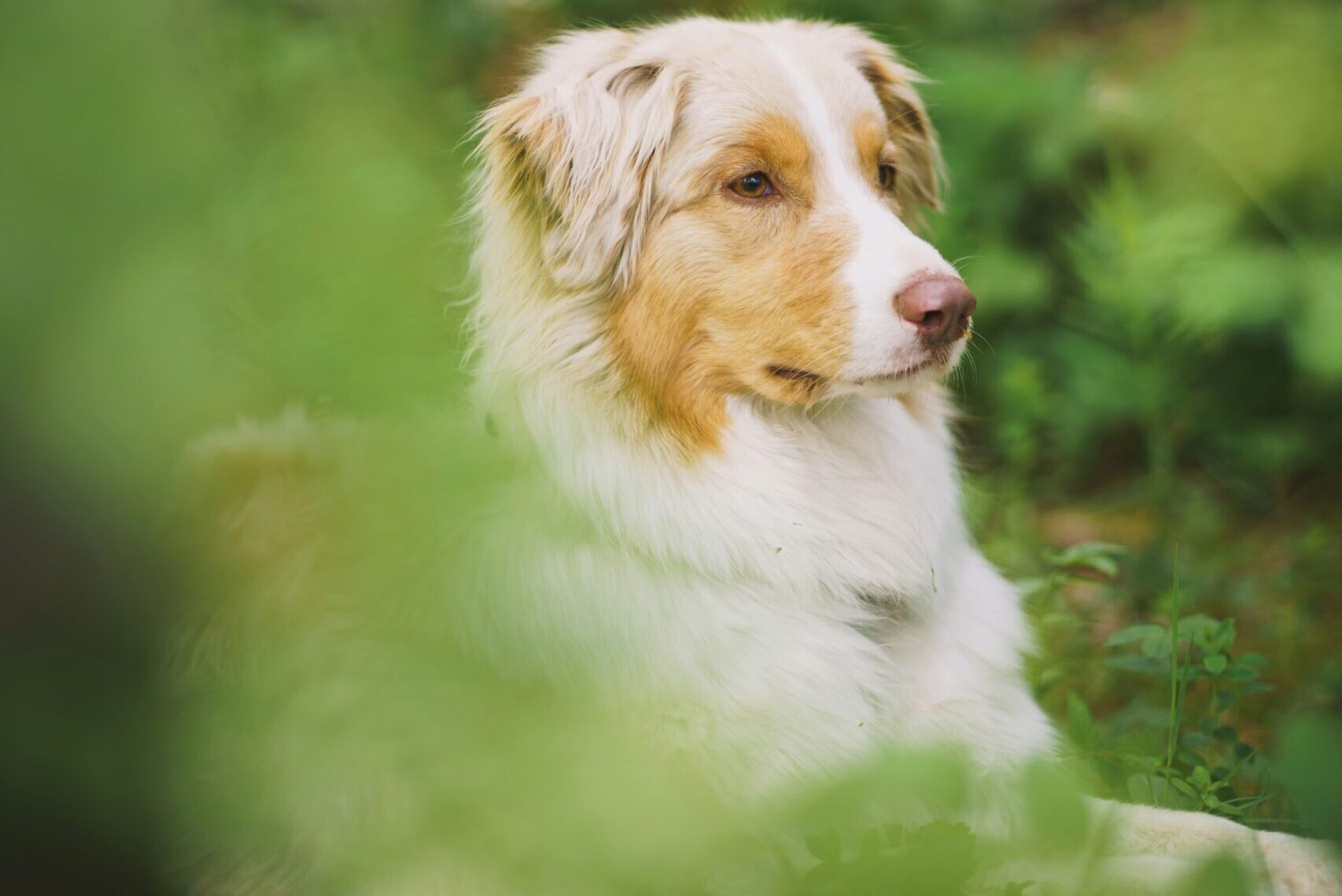 Biztonságosak és minőségiek a hazai kutyaszalámik