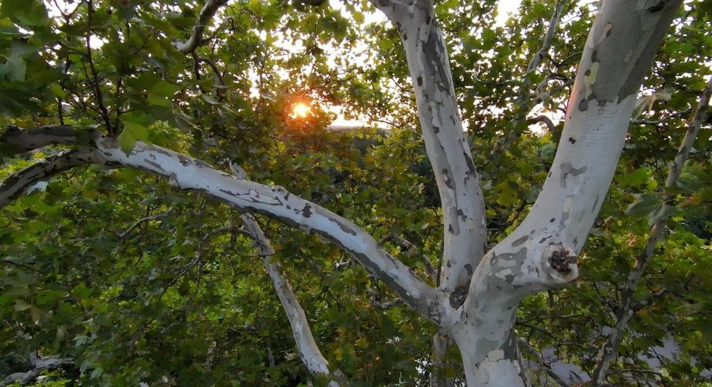 Európa legkedveltebb fája címért küzd egy magyar platánfa