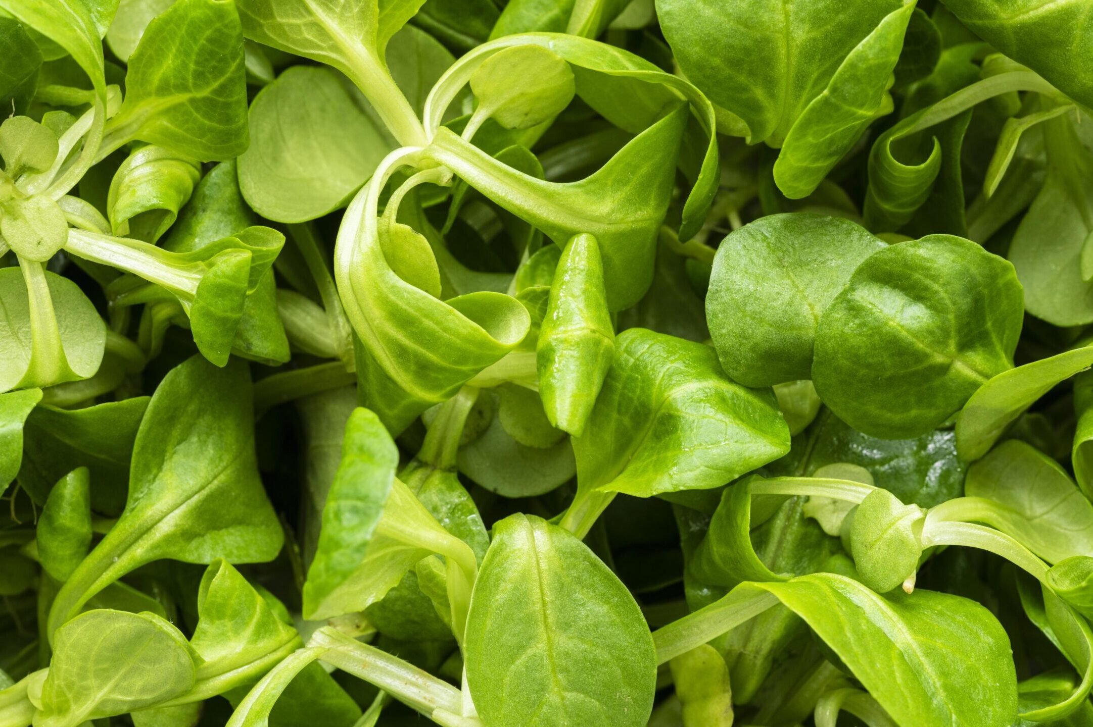 Üvegház épül babyleaf salátának