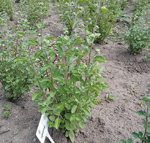 Majorana hortensis – Magyar