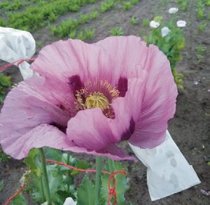 Mák génbanki anyaga teljes virágzásban