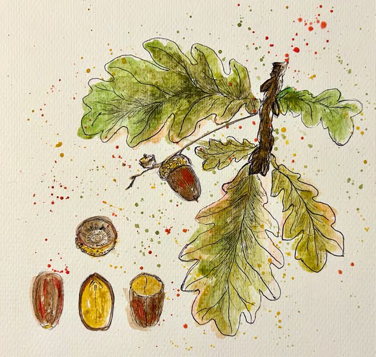 Ehető természet: a tölgymakk