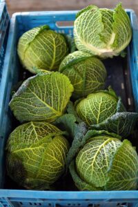 Nagy termés, kis haszon – a német zöldség- és gyümölcstermesztőknek sem jó