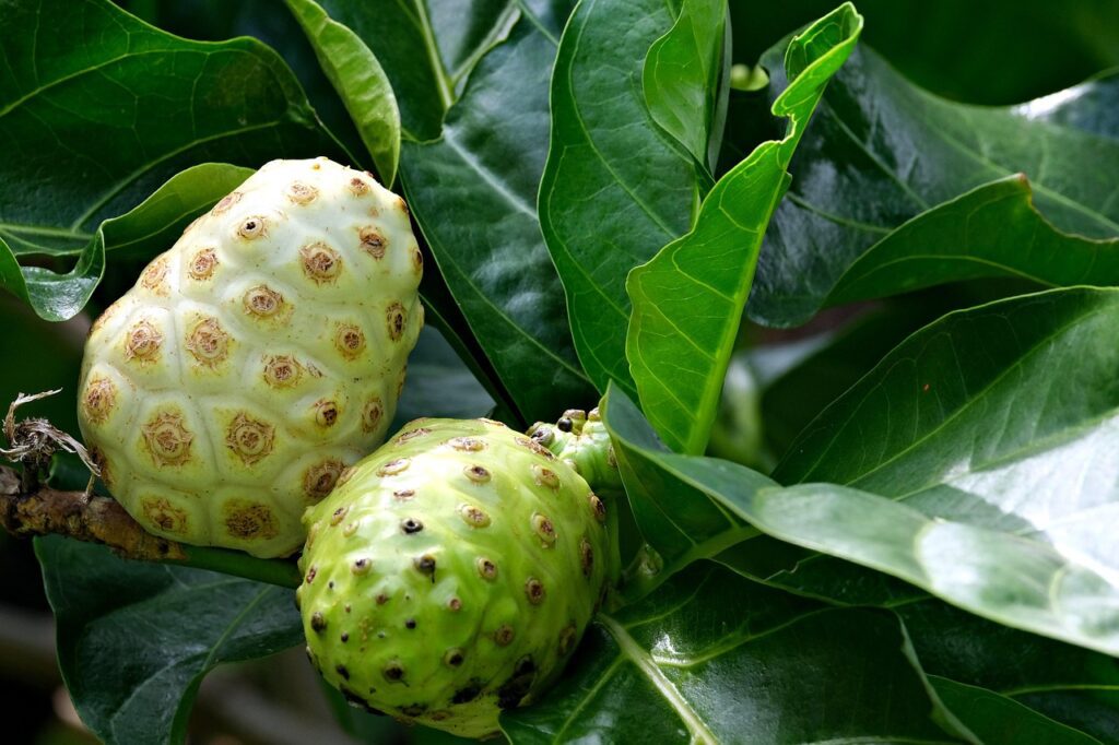 Morinda citrifolia illóolaj