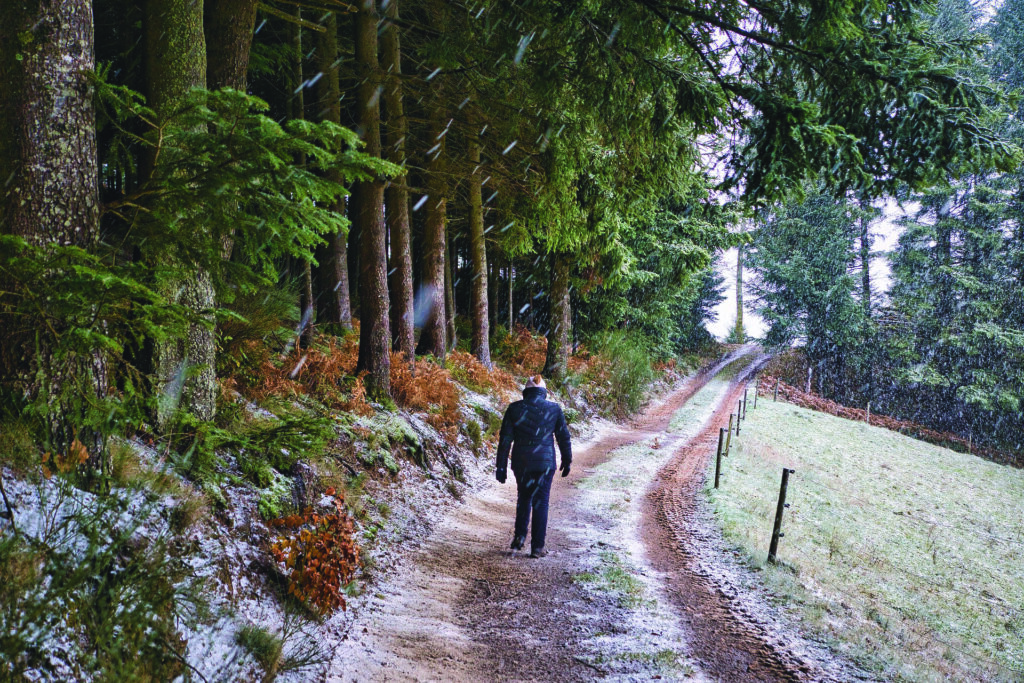 A kullancsok egyes fajai már télen is aktívak (Fotó: pixabay)