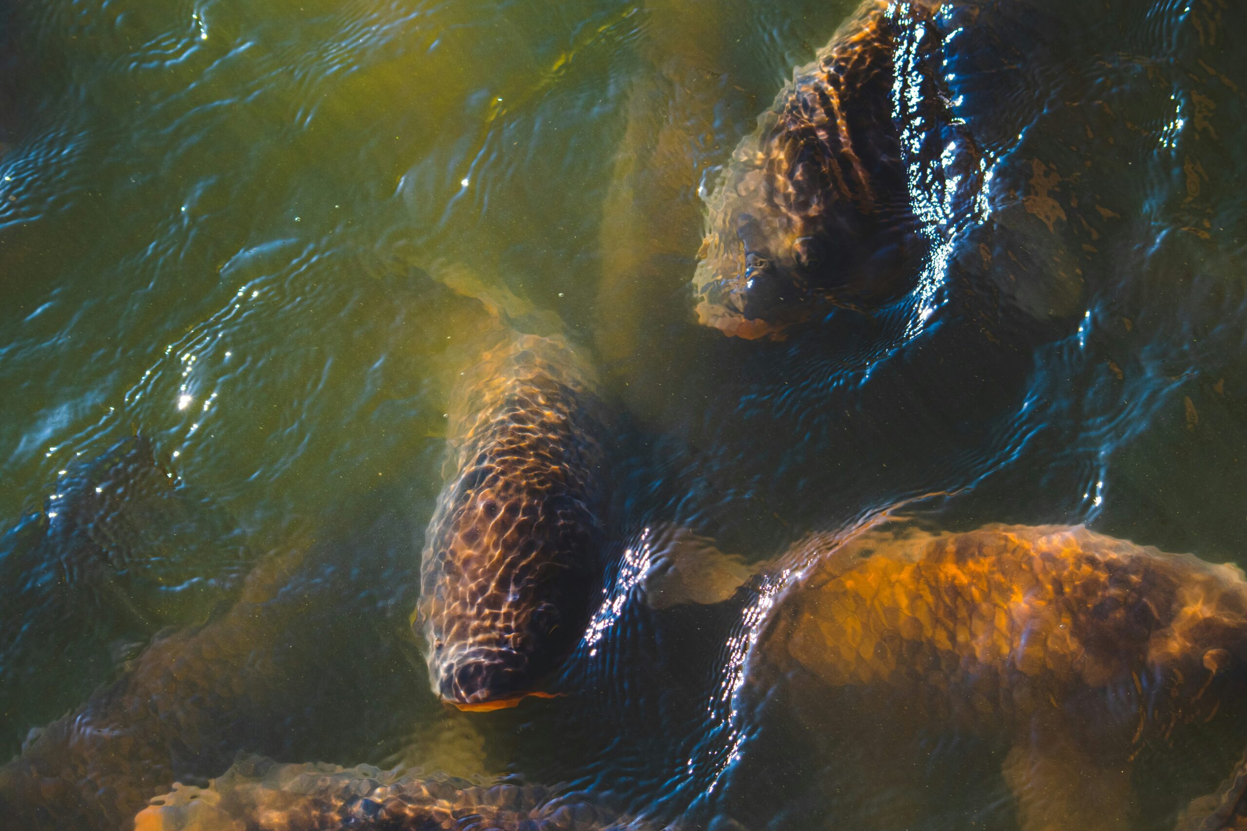 Őshonos halaink védelme nem tűr halasztást