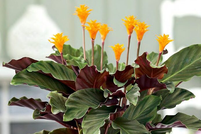 sáfrányos zebralevél