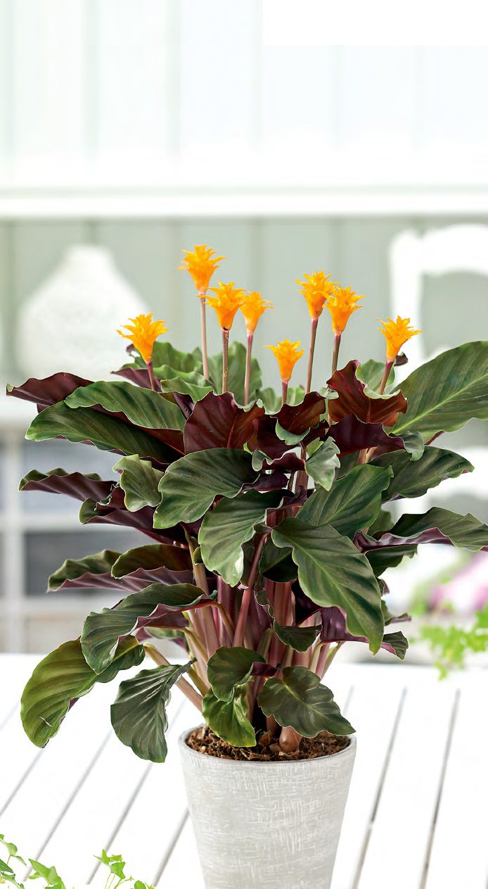 Sáfrányos zebralevél: egzotikus, mégsem túl igényes