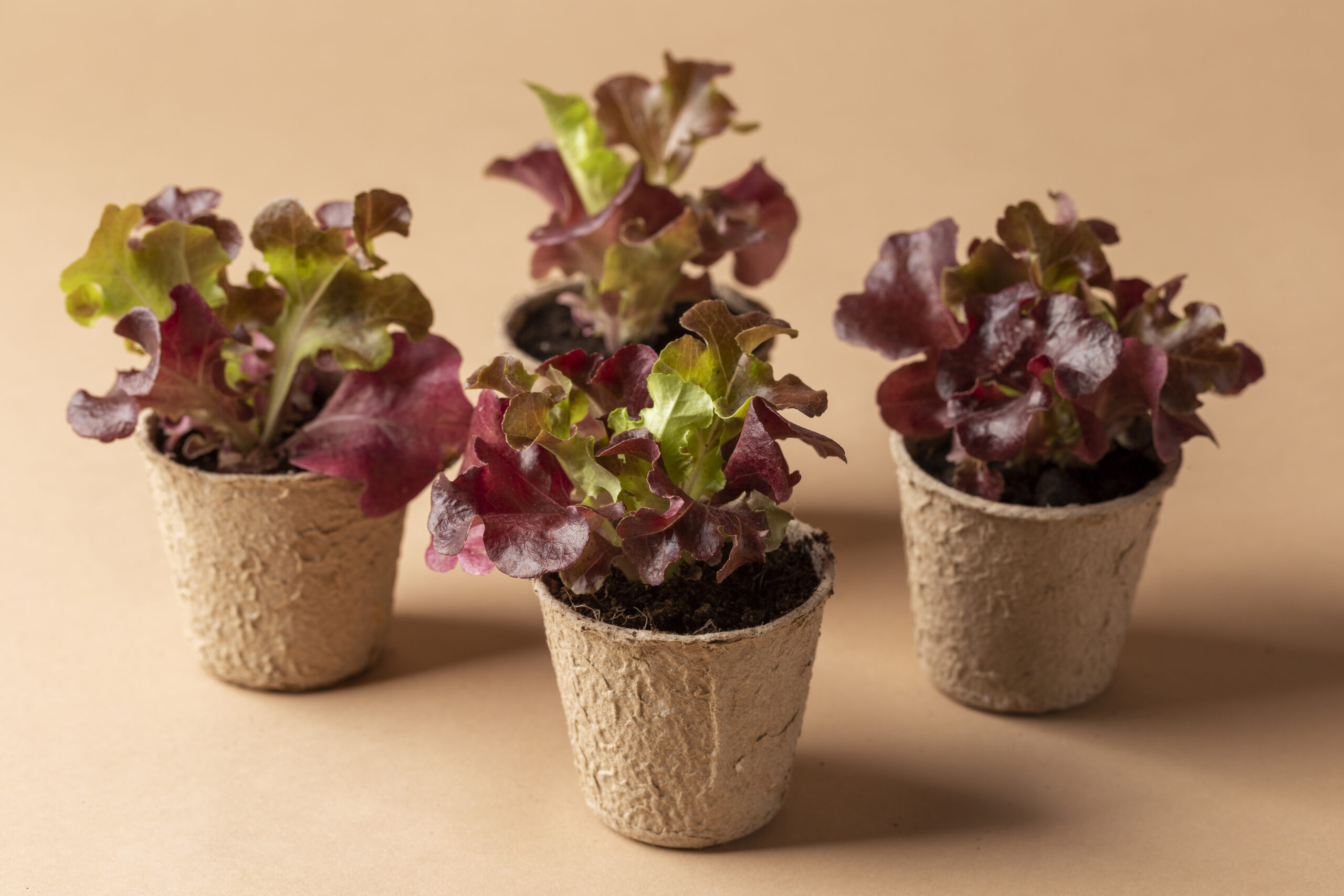 saláta cserép zöldség balkon