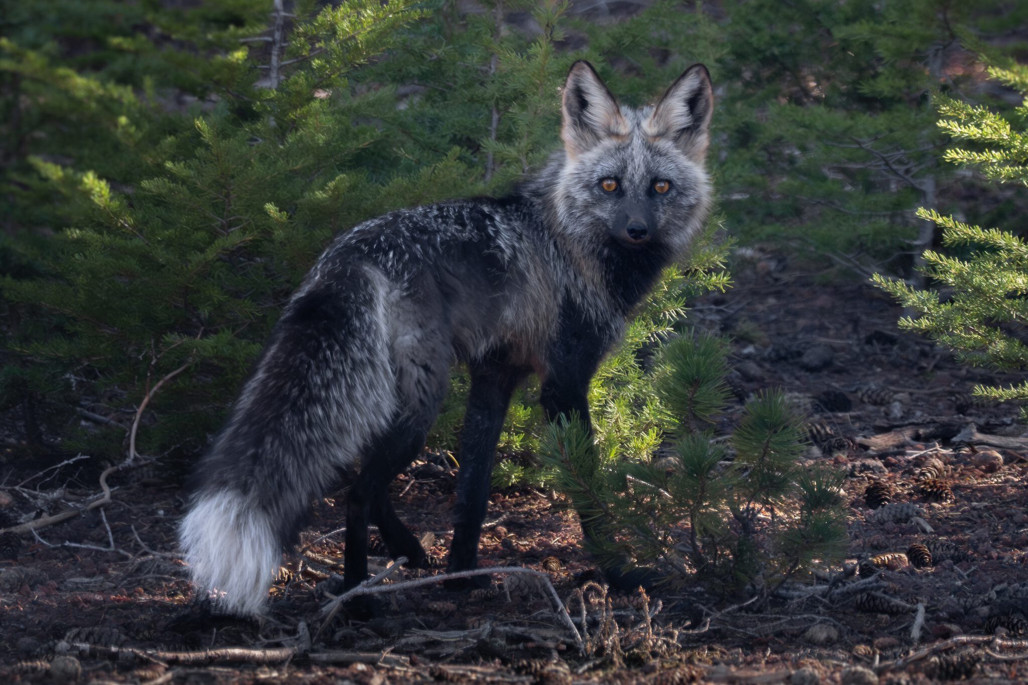 Van egy gyönyörű róka, melyből alig maradt néhány tucatnyi