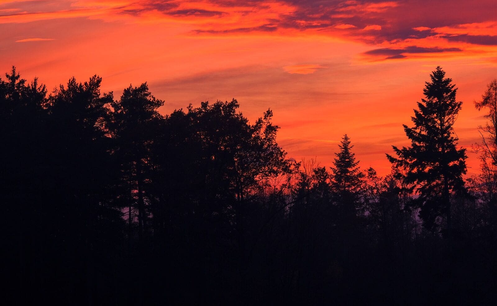 Érkezik az erdő királynője