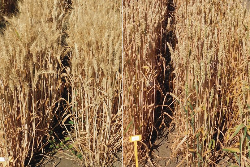 Egy szálkás és egy tar búzatörzs kiváló kalászfuzárium és levélbetegség-ellenállósággalés jó vagy kiváló (prémium) minőséggel, 17-18 százalékos fehérjetartalommal 2025