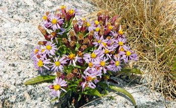 A sziki őszirózsa legelőkön, szikes tavak környékéngyakori, illatos, ősszel nyíló növény