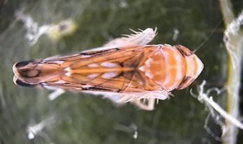 Félcentis, foltos rovar az amerikai szőlőkabóca