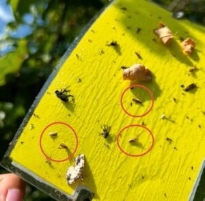 Ragadós sárga lappal csapdázhatjuk a kifejlett kabócát