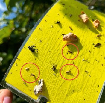 Ragadós sárga lappal csapdázhatjuk a kifejlett kabócát