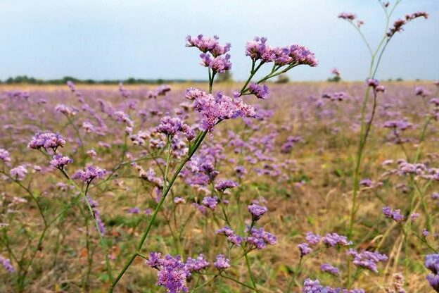Hazánk növénytársulásai: a „holdbéli” tájak
